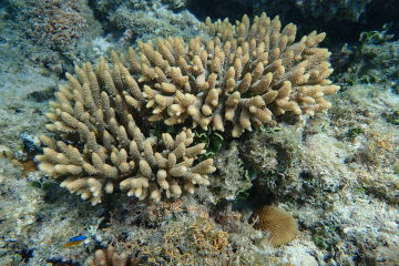 First Coral IVF babies on the Reef thriving