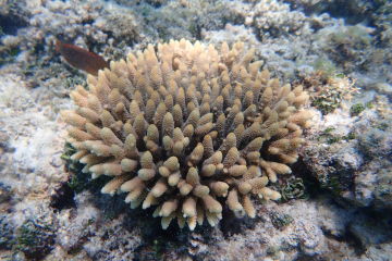 Coral IVF babies breed for first time ever on the Reef