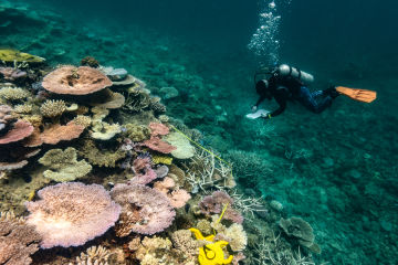Report confirms Great Barrier Reef has suffered worst summer on record