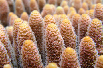 New technologies can help preserve coral reefs