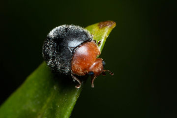 Ladybirds fight off insect infestation 