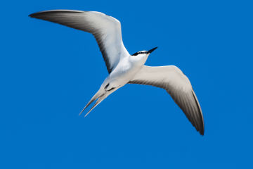 Bridle tern