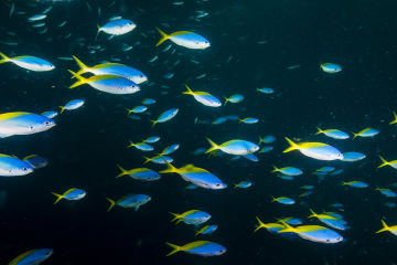 Community Action Plan Summary 2021