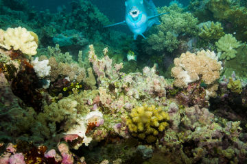 Record investment in Great Barrier Reef