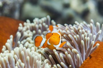 ‘The Great 8’ Animals of the Great Barrier Reef
