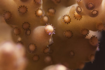 Great Barrier Reef’s baby boom holds the key to its protection 