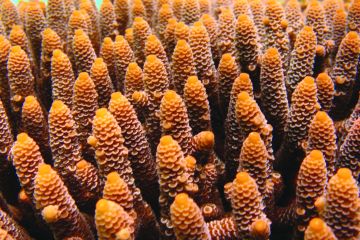 Probiotics for corals wins people’s vote in Reef innovation challenge