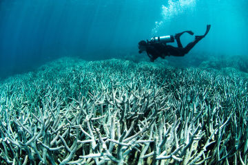 Coral bleaching at Lizard Island