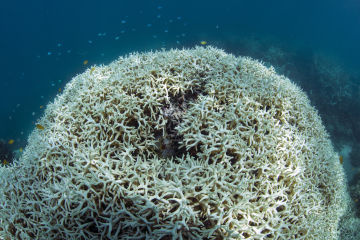 Coral Bleaching at Lizard Island