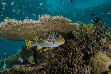 Why do we need coral reefs? 