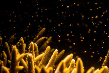 What is coral spawning?
