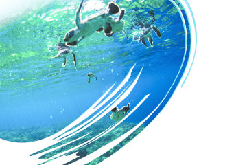 Three more plans released as Reef Trust Partnership progresses