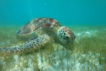 First-of-its-kind project aims to bring tropical seagrass meadows back  to the Great Barrier Reef