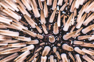 Crown of thorns starfish