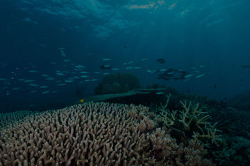 Statement on Great Barrier Reef bleaching