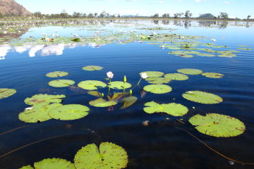 Tully Johnstone Wetlands Monitoring Project