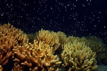 Spawning breeds new hope for the Great Barrier Reef