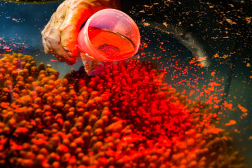 IVF for the Reef