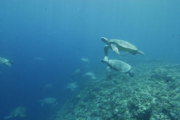 Green turtles at Raine Island