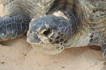 9. Turtle tears