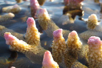 Local Coral Reef Stewardship