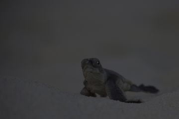 Green turtle hatchling on the Great Barrier Reef