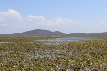 How do we protect and restore seagrass?