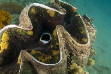 Giant Clam