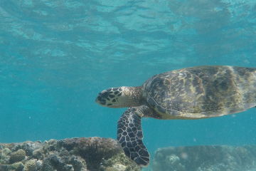 8. Just keep swimming