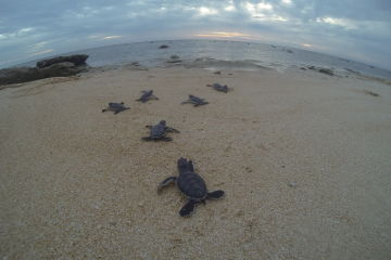 Green turtle hatchlings at Raine Island