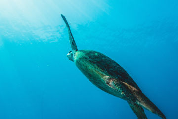 Green Turtle