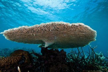Why do we need coral reefs?