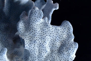 Stress test for corals