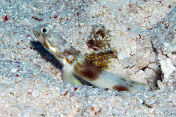 Researchers find new fish species in Great Barrier Reef