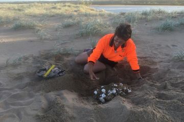 Turtle Care Volunteers QLD