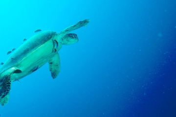 Reef Protection Plan released