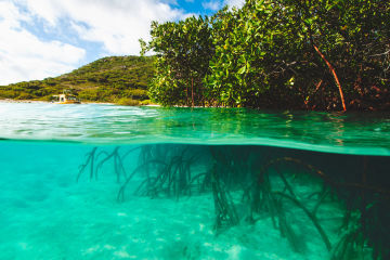 MangroveWatch