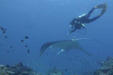 A researcher swims over a manta ray to take an ultrasound.