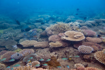 Coral cover's up, but critical risks remain in Reef recovery
