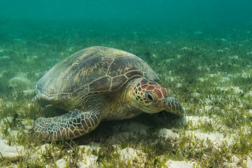 What is seagrass? 