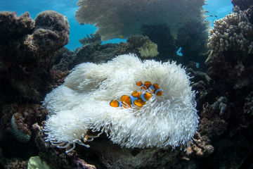 What you can do to help the Reef right now