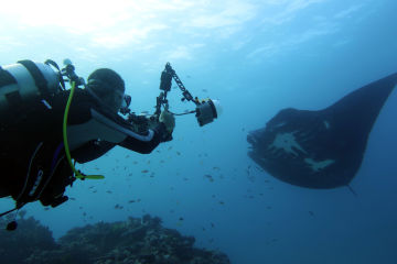 Bubbles, Elvis and Inspector Clouseau: Lady Elliot Islands's quirky underwater characters