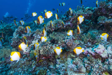 Butterflyfish