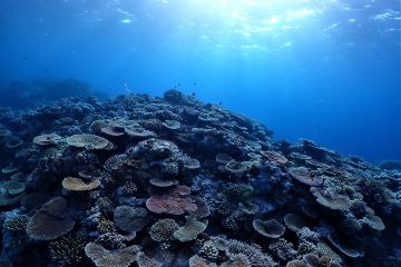 Citizen Science project wrap: Stories of impact