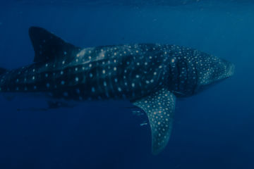 Five fascinating facts about whale sharks 