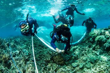 A partnership to save our Reef 