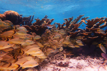 Corals, communities, and climate change – how collaboration is key for survival