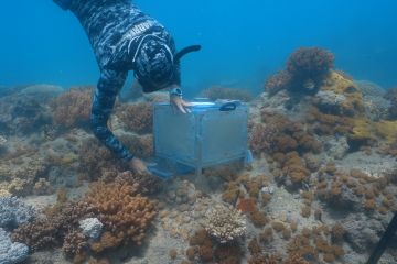 New coral restoration technology helping baby corals beat the odds