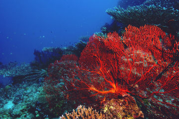 Sea fan coral