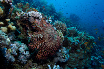 Less COTS, more corals